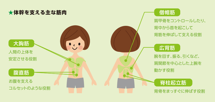 体幹を支える主な筋肉